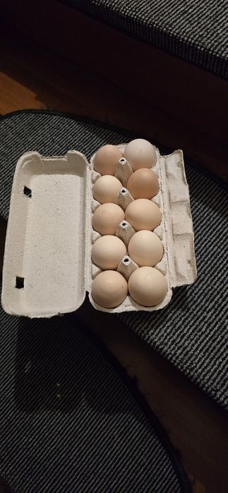 Jaja wiejskie ekologiczne
