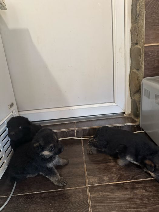 Німецькі Вівчярки