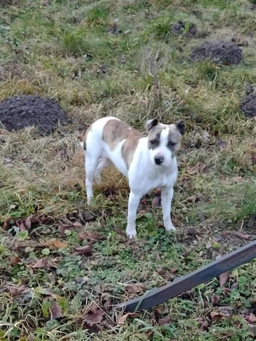 Młoda suczka w typie amstaffa pilnie szuka domu!!!