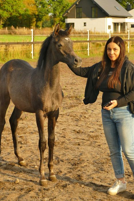 Ogierek czysta krew arabska