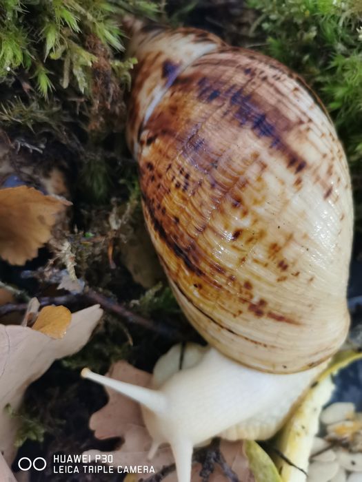 Африканські  равлики,  (улитки)   Ахатина  Ретикулята  Альбіно  Боди.