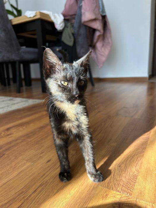 Oddam młodą kotkę