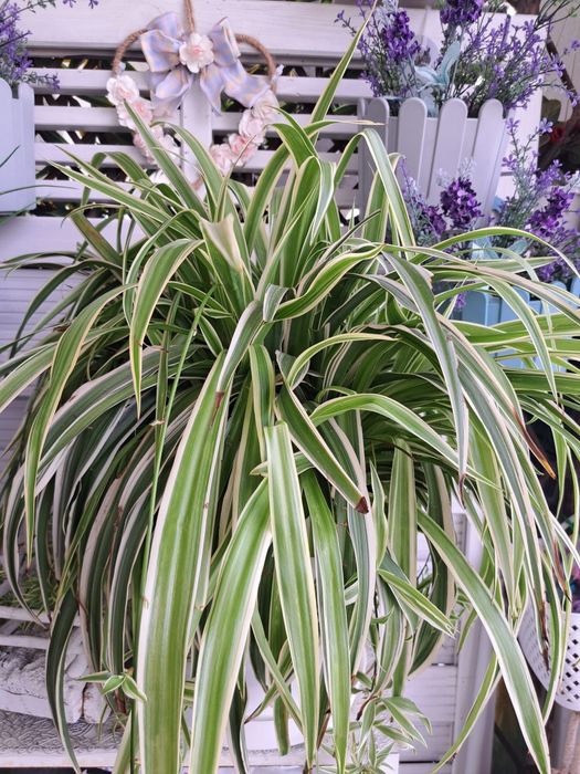 Zielistka bardzo duża