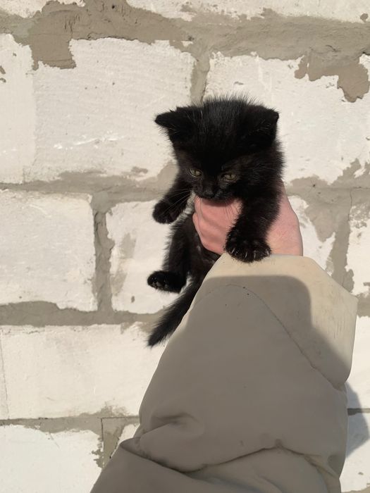 3 кошенята в добрі руки