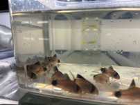 Kirys panda (Corydoras panda)