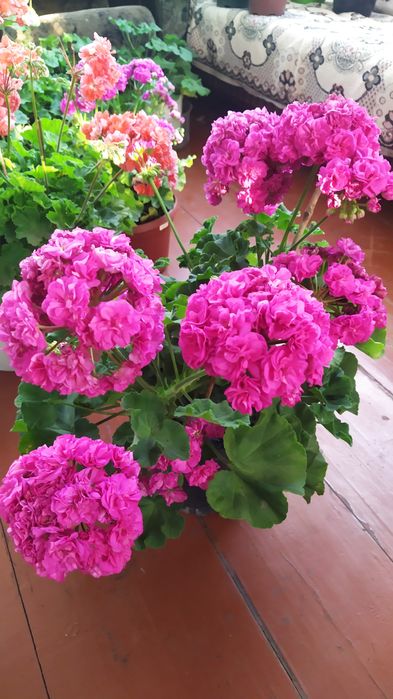 Продам зрізи та вкорінені сортові пеларгонії
