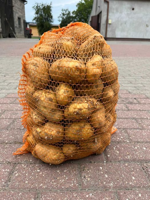 Ziemniaki odmiana denar