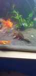 Troco ou vendo 3 plecos