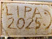 Miód LIPOWY Z  własnej pasieki z roku 2025