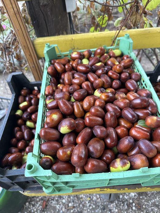 Продам плоды унаби - зизифус