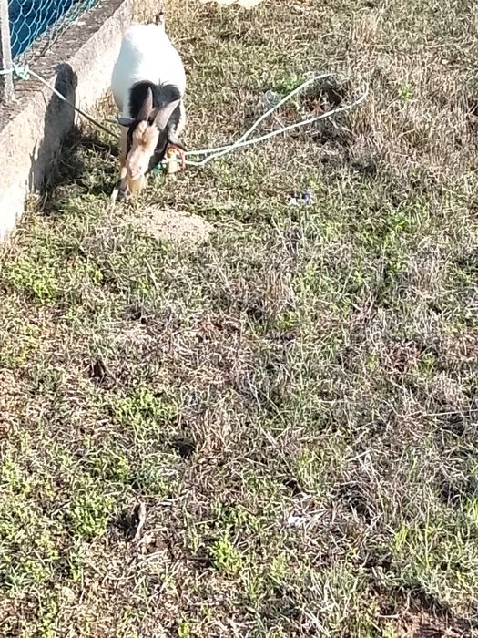 Cabritos anões  1 fêmea 2 machos