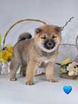 Shiba inu piekny czerwony chlopiec