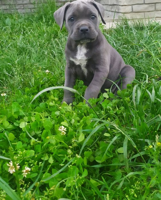 Щенки Кане корсо