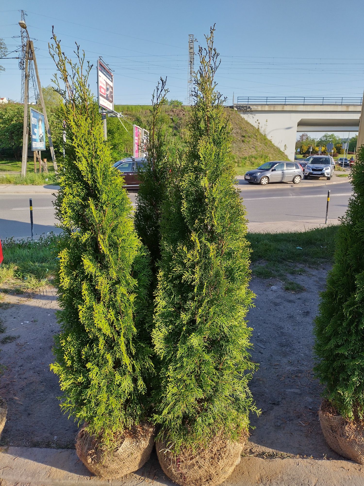 Tuja Thuja Szmaragdowa Producent