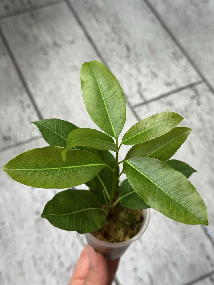 Фикус Суперба, Старлайт, cv. Green Islang variegated