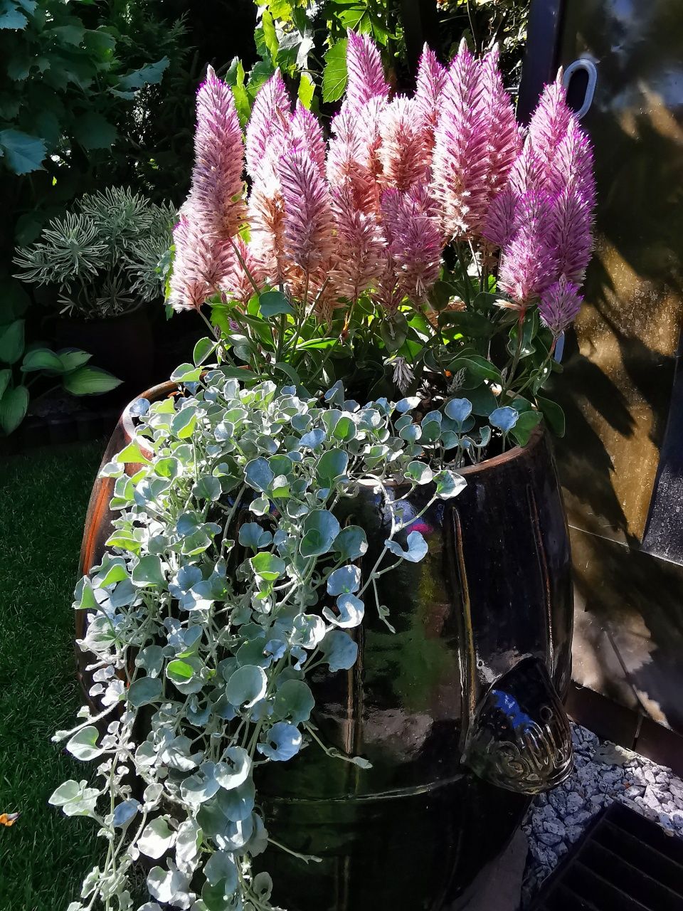 Dichondra srebrzysta