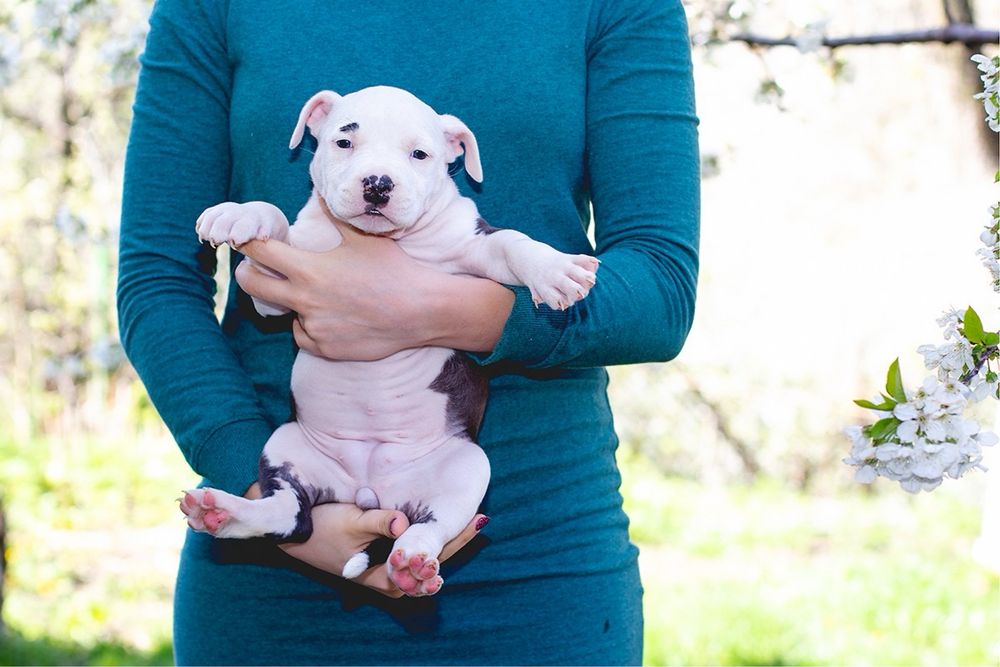АСТ красивий принт та біла голова з документами