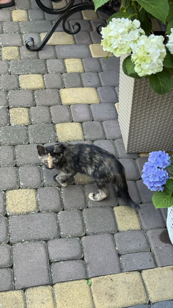 Відаи в добрі руки котика (два хлопчики ) (одна дівчинка)