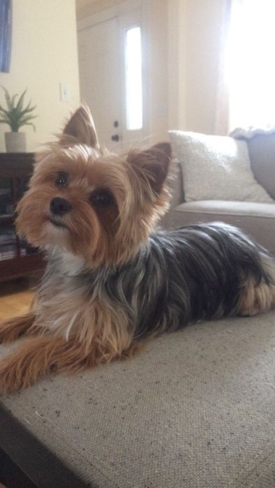 Йоркширский терьер