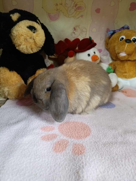 Króliki mini loop miniaturki