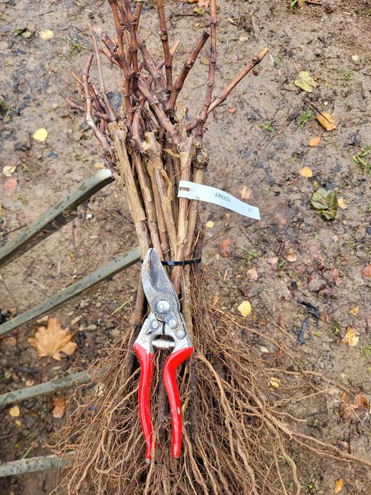 Sadzonki winorośli deserowe Arkadia, Einset, Alden gołokorzeniowe