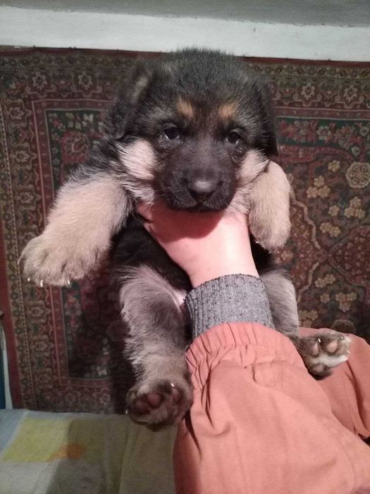 Продам щенков немецкой овчарки