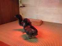 Pisklęta kur ayam cemani kurczęta