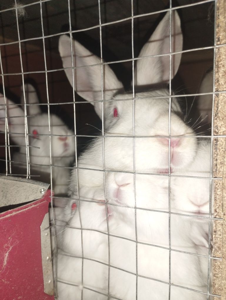 Кролики породы Белый паннон