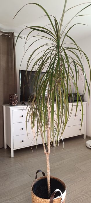 Dracena około 160 cm