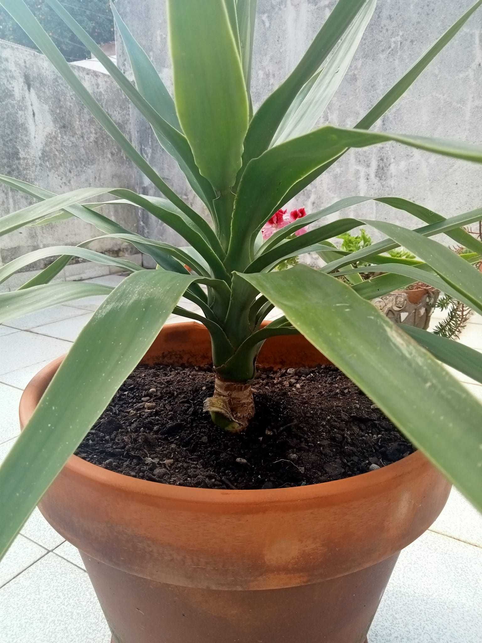 planta yuca em vaso