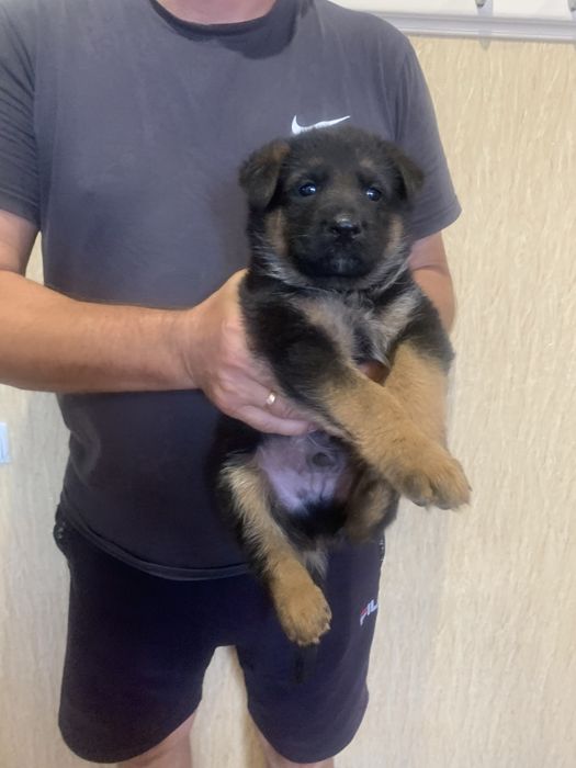 Цуценята Німецької вівчарки