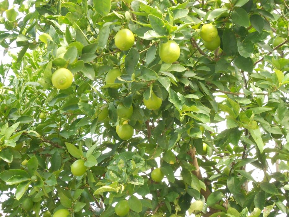 Limas Fruto Tipo Biologicas Entrega