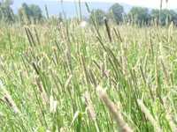 Koniczyna i trawa tymotka łąka pastwisko