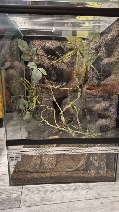 Terrarium dla gekona 60 x 40 x 40 Terarium Gekon