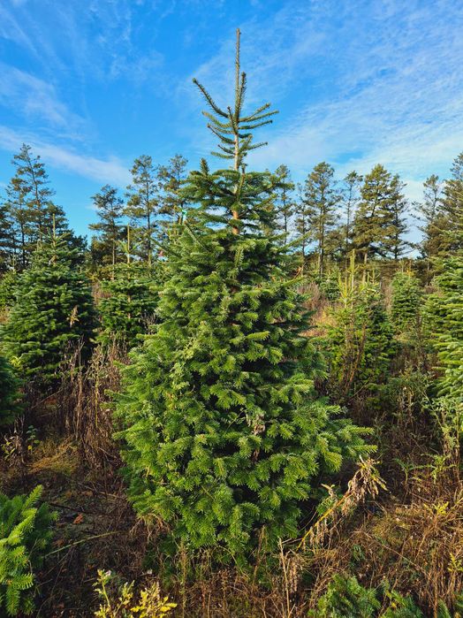 Jodła Kaukaska Cięta 250-300 cm lub w donicy 100-180 cm/ TuChoinki.pl