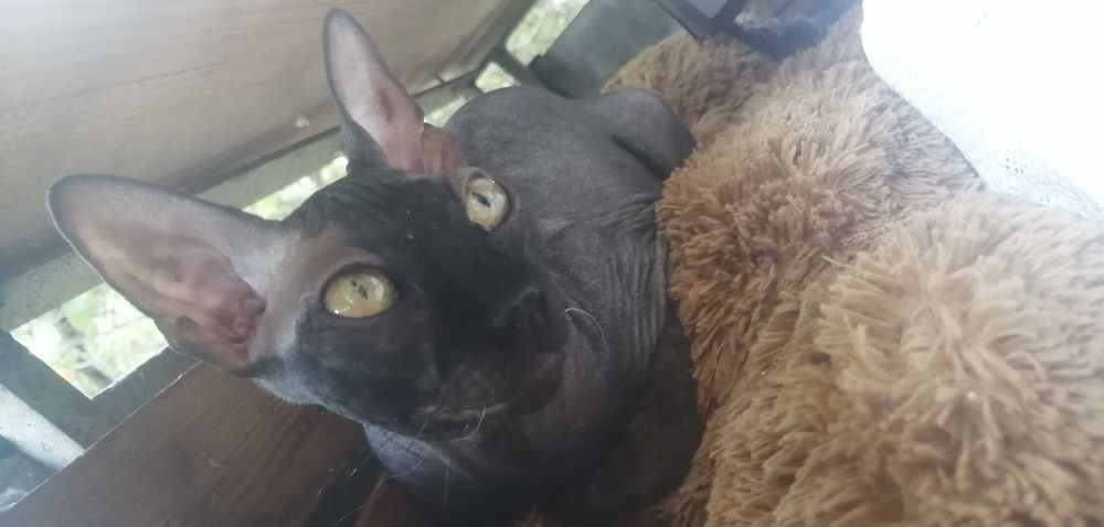 Кошенята вiд донського сфiнкса · Котята от донского сфинкса · Sphynx