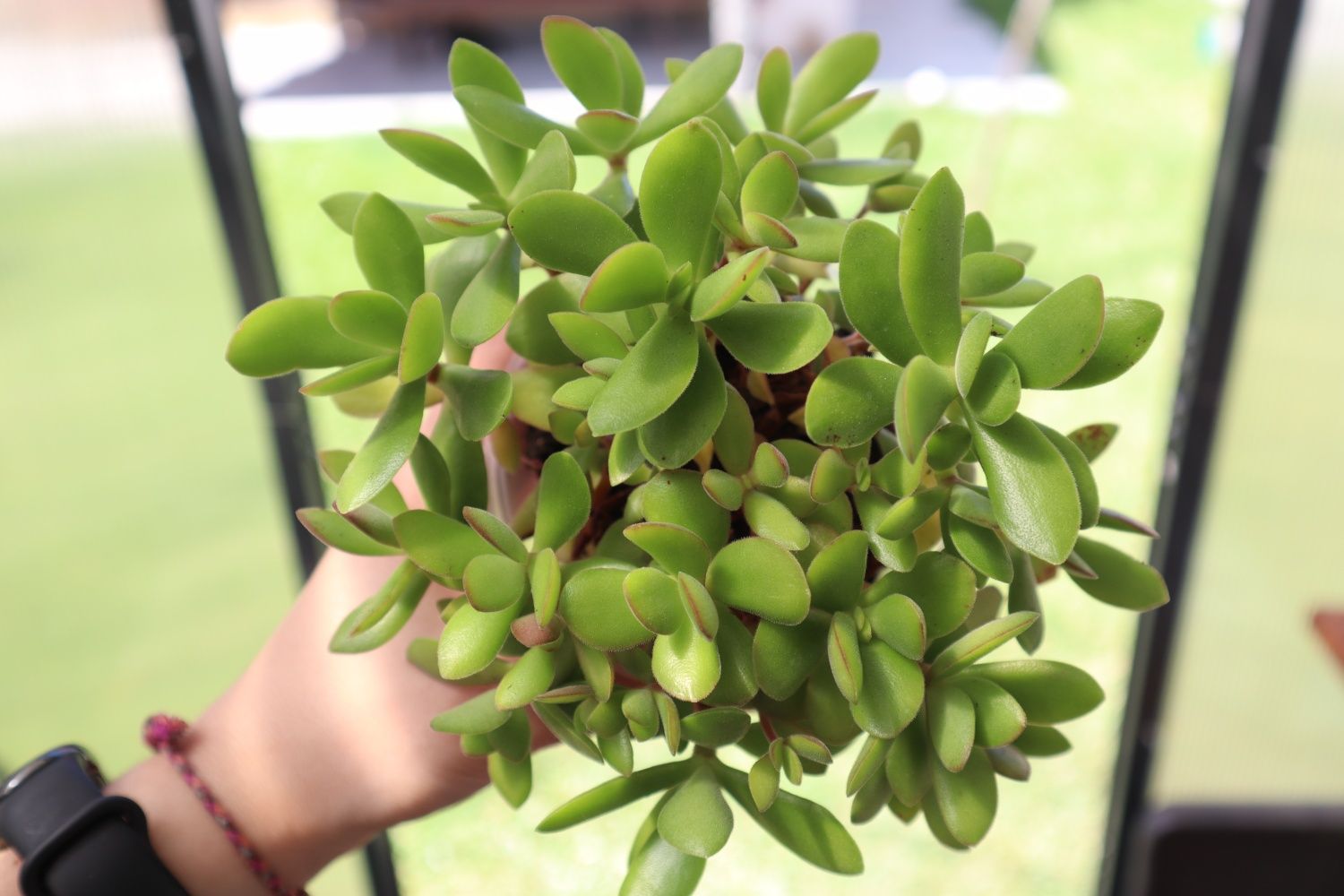 Suculenta real - Crassula Dejeta