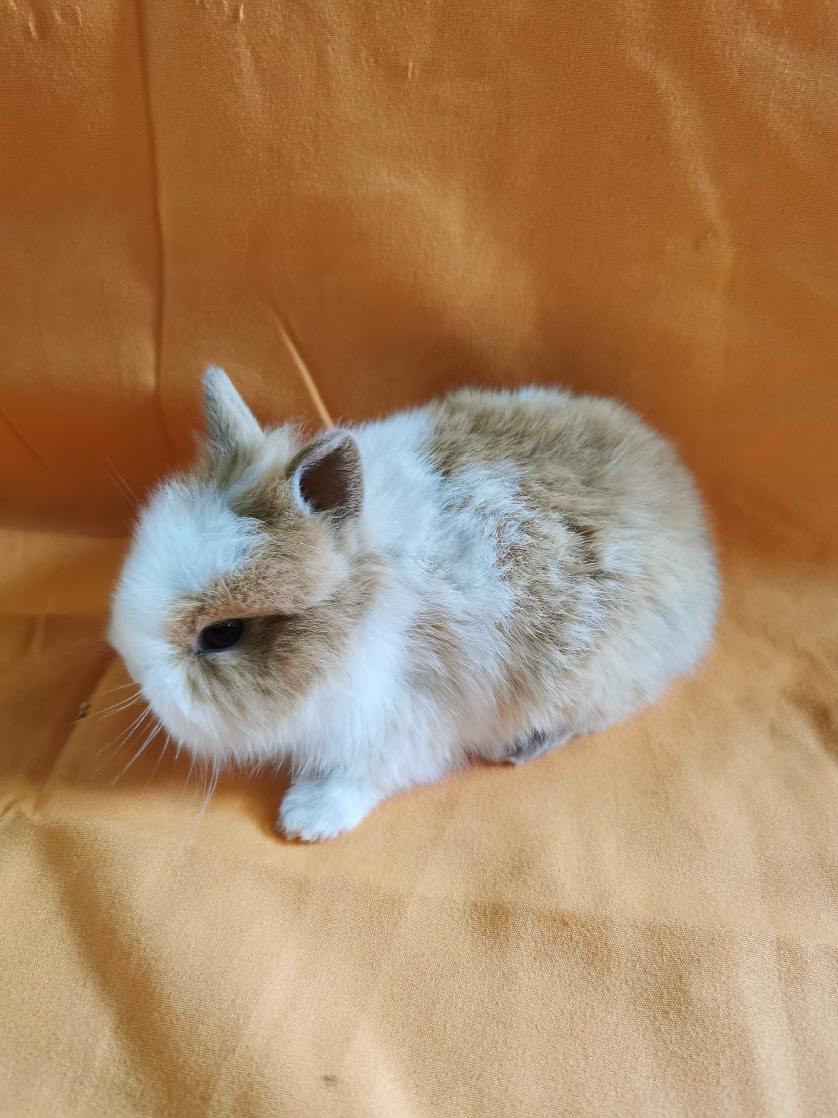 Mini coelhos anões hôlandes, teddy, Angorá desparasitados e vacinados