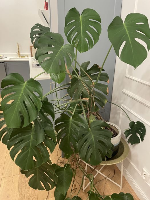 Monstera barszo duzo i dorodna, zdrowa