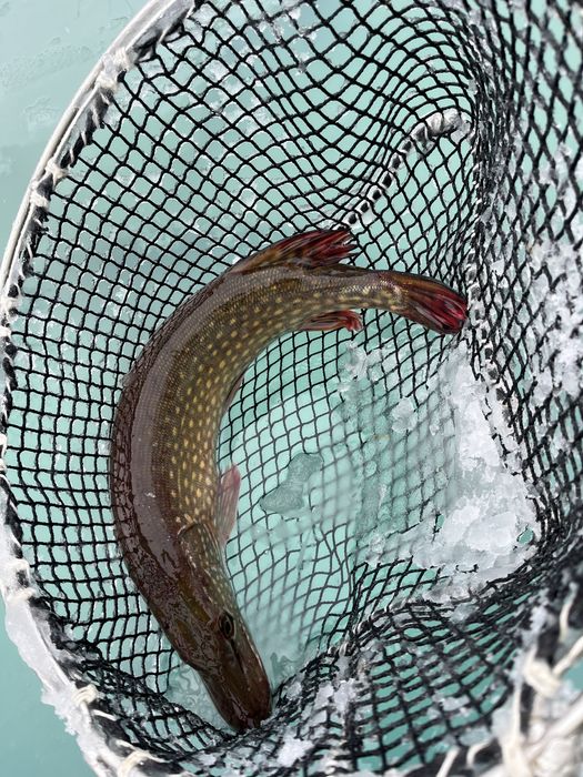 Szczupak-sum  lider smaku na podbeskiziu