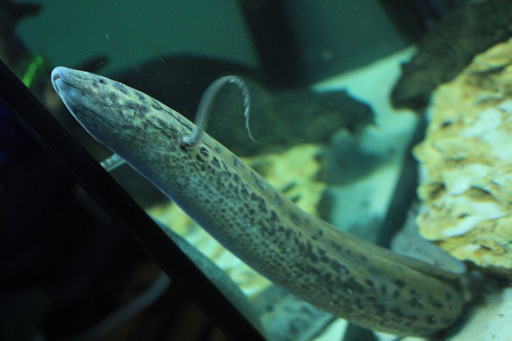 African LungFish Protopterus Annectens 37cm