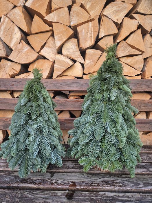 Choinki nobilis 40,50 cm