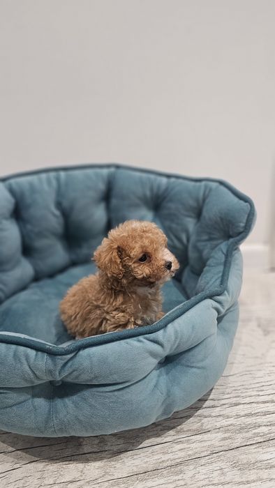 Karmelowa dziewczynka Maltipoo