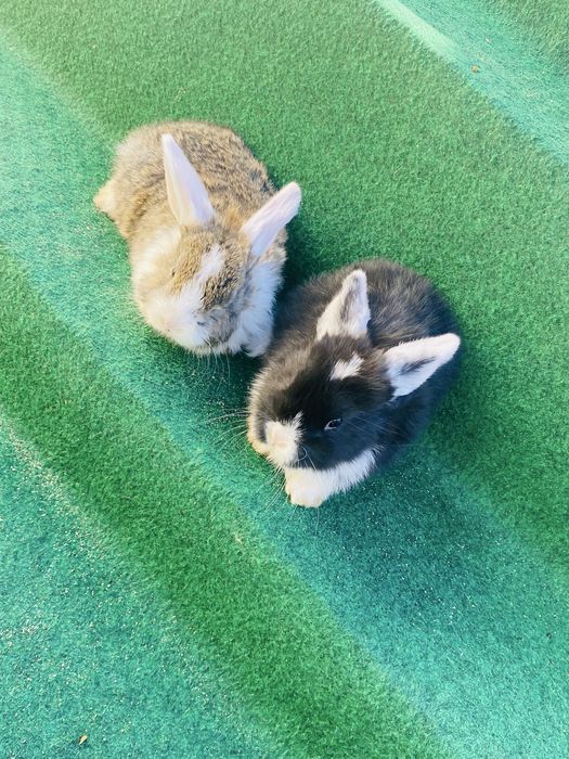 Coelho anao mini lop