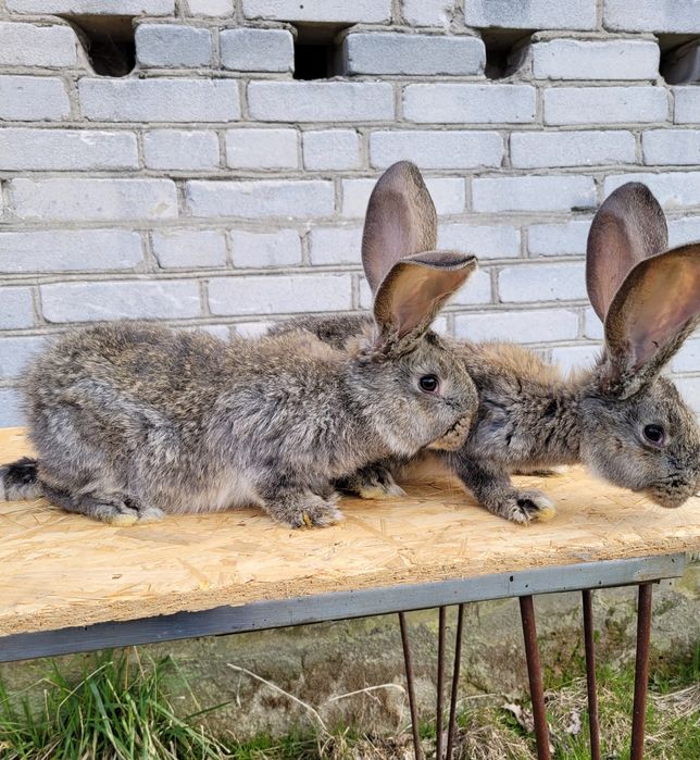 Olbrzym Belgijski Samce , samice i młodzież