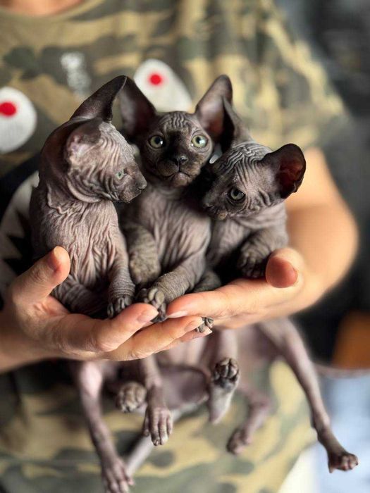 Сфінкси,які вміють приносити Щастя