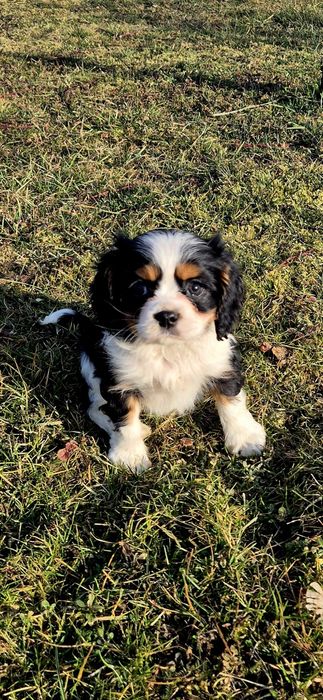 Cavalier King Charles Spaniel chłopaki