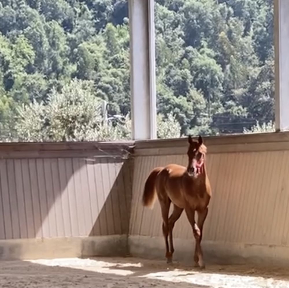 Madhi Versace - Poldro, Puro Sangue Arabe, Lazao, 16 meses 1,50 altura