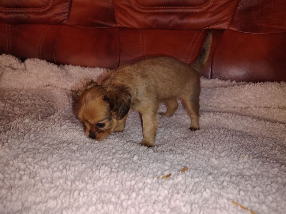 Cavapoo, cavalier King Charles spaniel & pudel toy, sunia