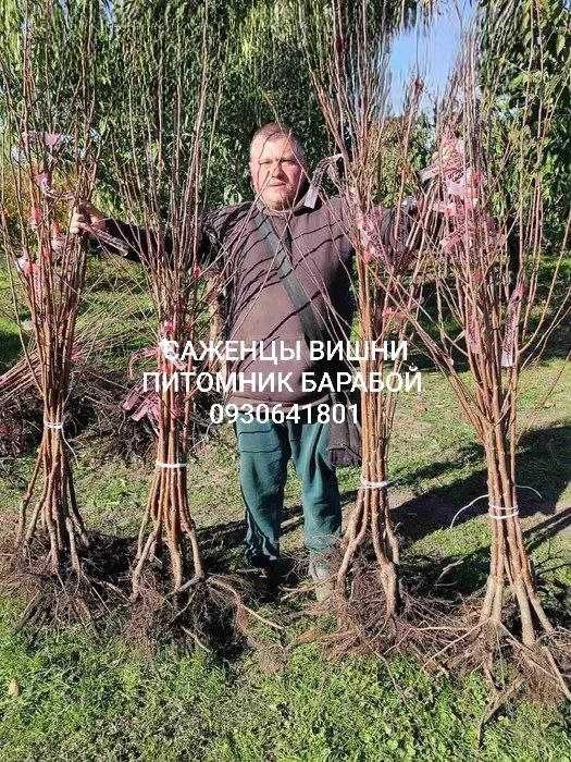 Гибриды Фруктовых Деревьев. ОПТ и Розница Питомник Барабой